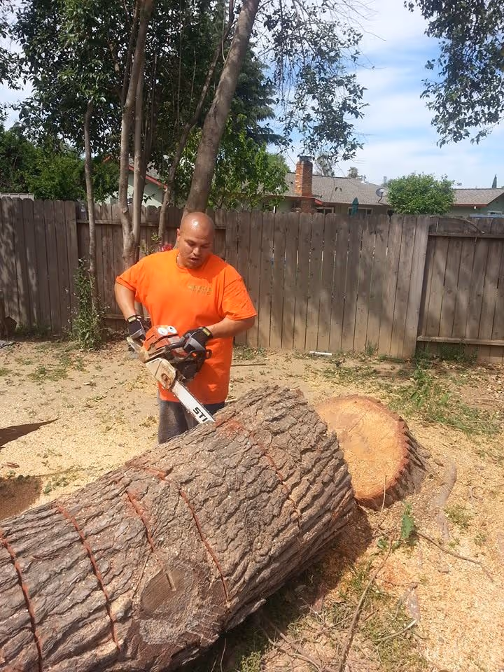 Man in an orange shirt using a chainsaw to cut a large log into sections in a backyard.
