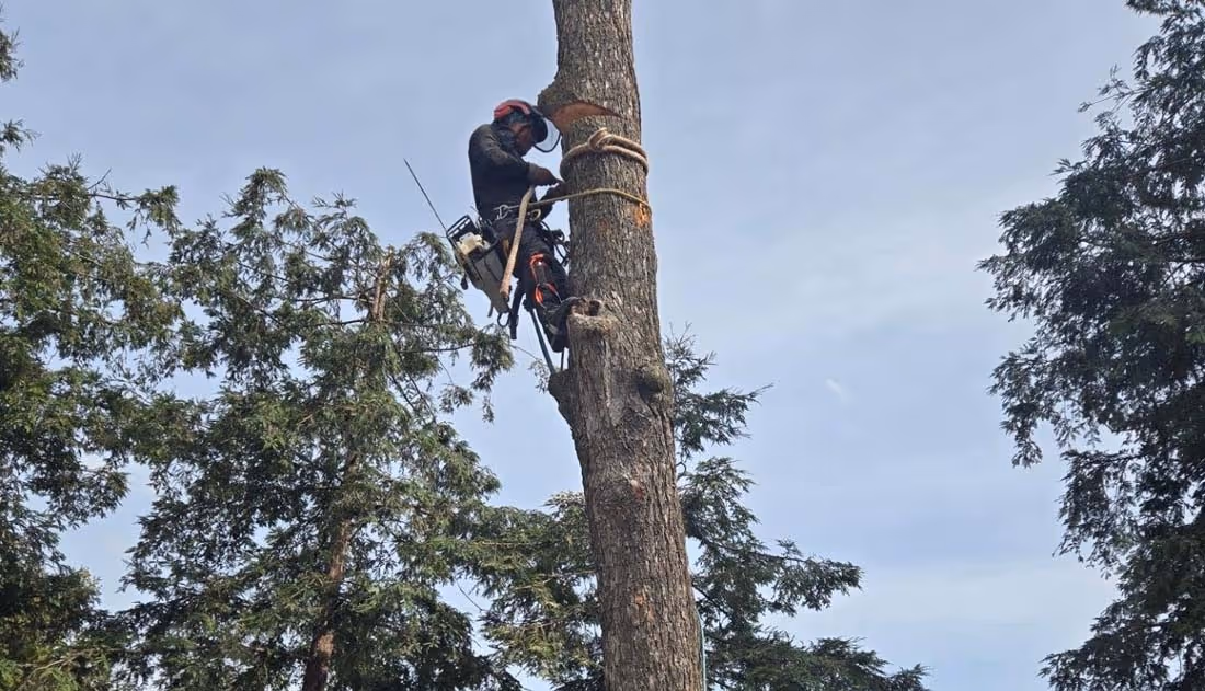 Tree worker wearing safety gear using a chainsaw to cut a tall tree trunk with surrounding pine trees and blue sky.