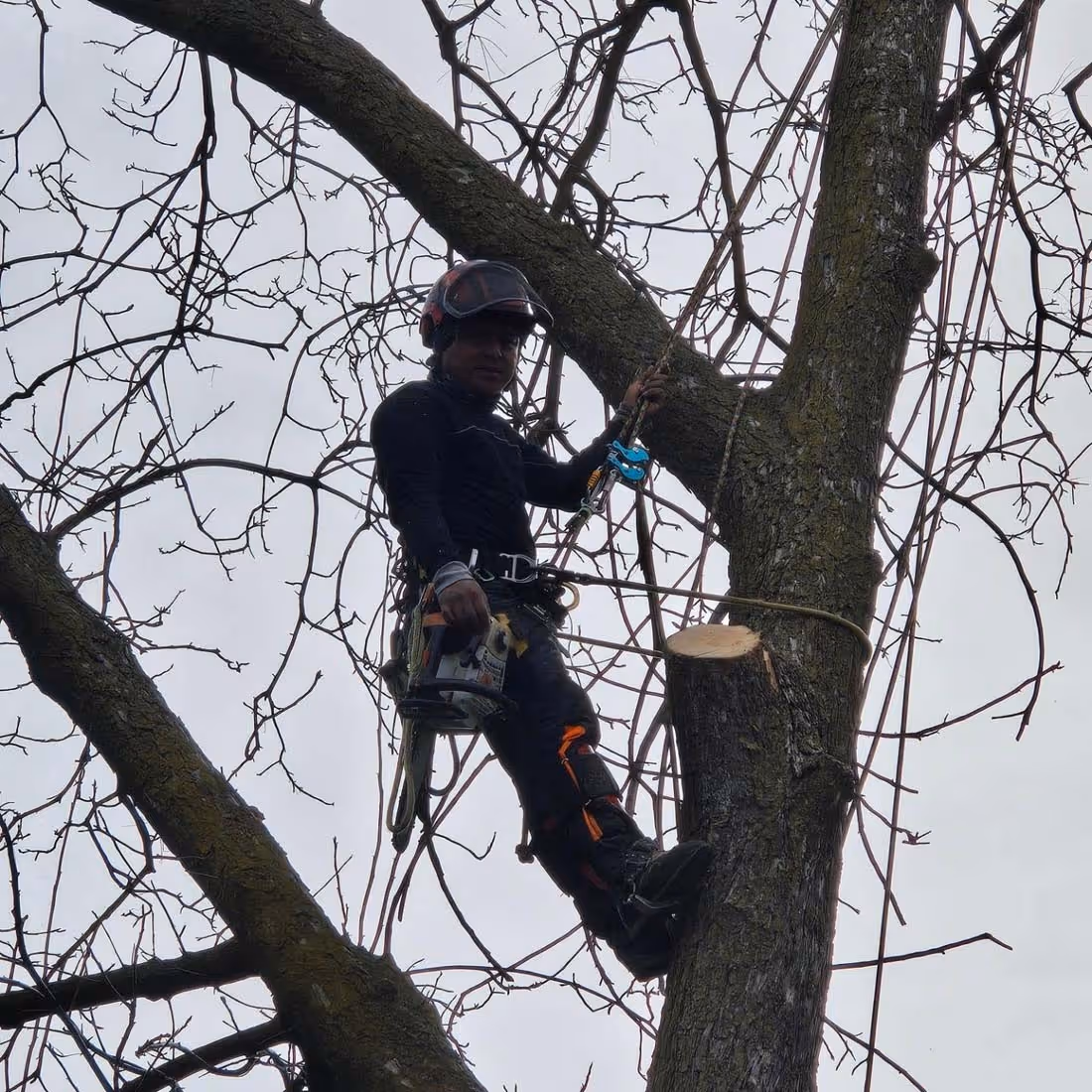 Tree worker in safety gear climbing a leafless tree with a chainsaw attached to his belt.