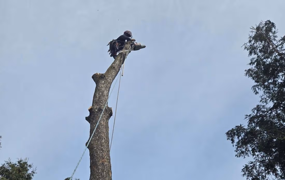 Arborist wearing safety gear using a chainsaw to cut the top of a tall tree trunk against a clear sky.